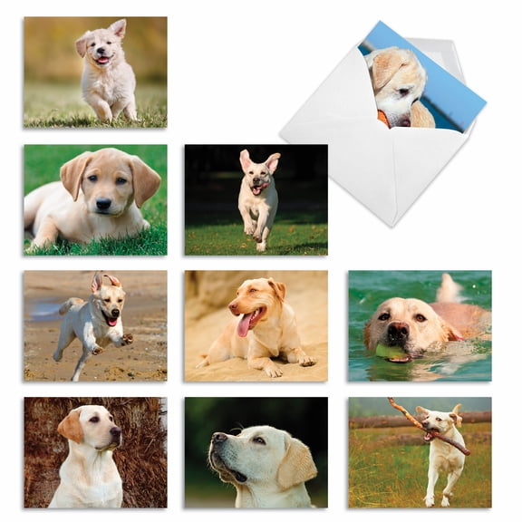 10 Assorted All Occasion Blank Note Cards with Envelopes (4 x 5.12 Inch) - Lovable Labs