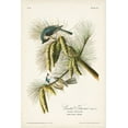 thumbnail image 2 of Audubon, John James 11x14 Black Ornate Wood Framed with Double Matting Museum Art Print Titled - Pl. 39 Crested Titmouse, 2 of 4
