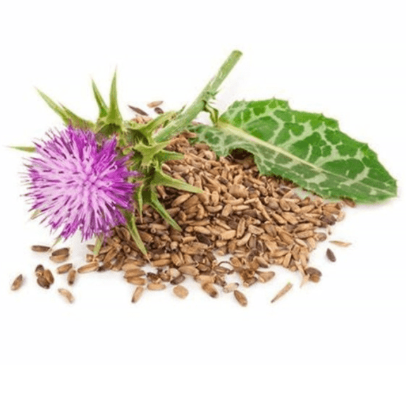 Organic Milk Thistle Seeds (Silybum marianum) 50 Seeds (2 grams) - Blessed Thistle, Holy Thistle, Lady's Thistle - by Smoke Camp Crafts