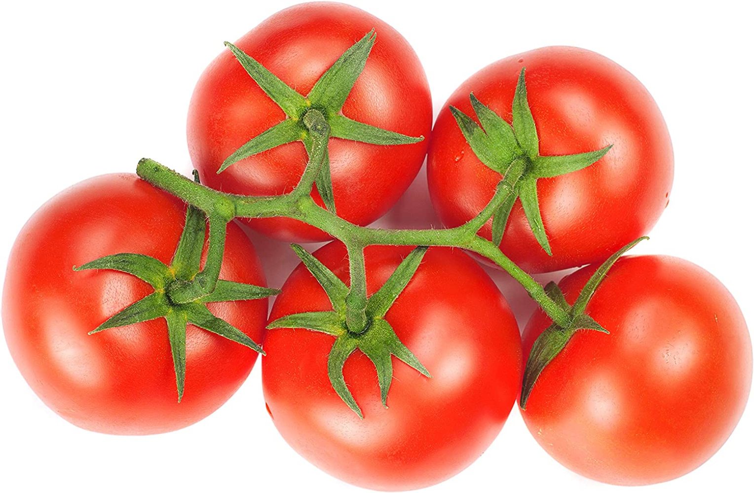 Bush Champion II Hybrid Tomato Seeds