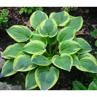 Wide Brim Hosta - Shade Loving Perennial Plant - Quart Pot