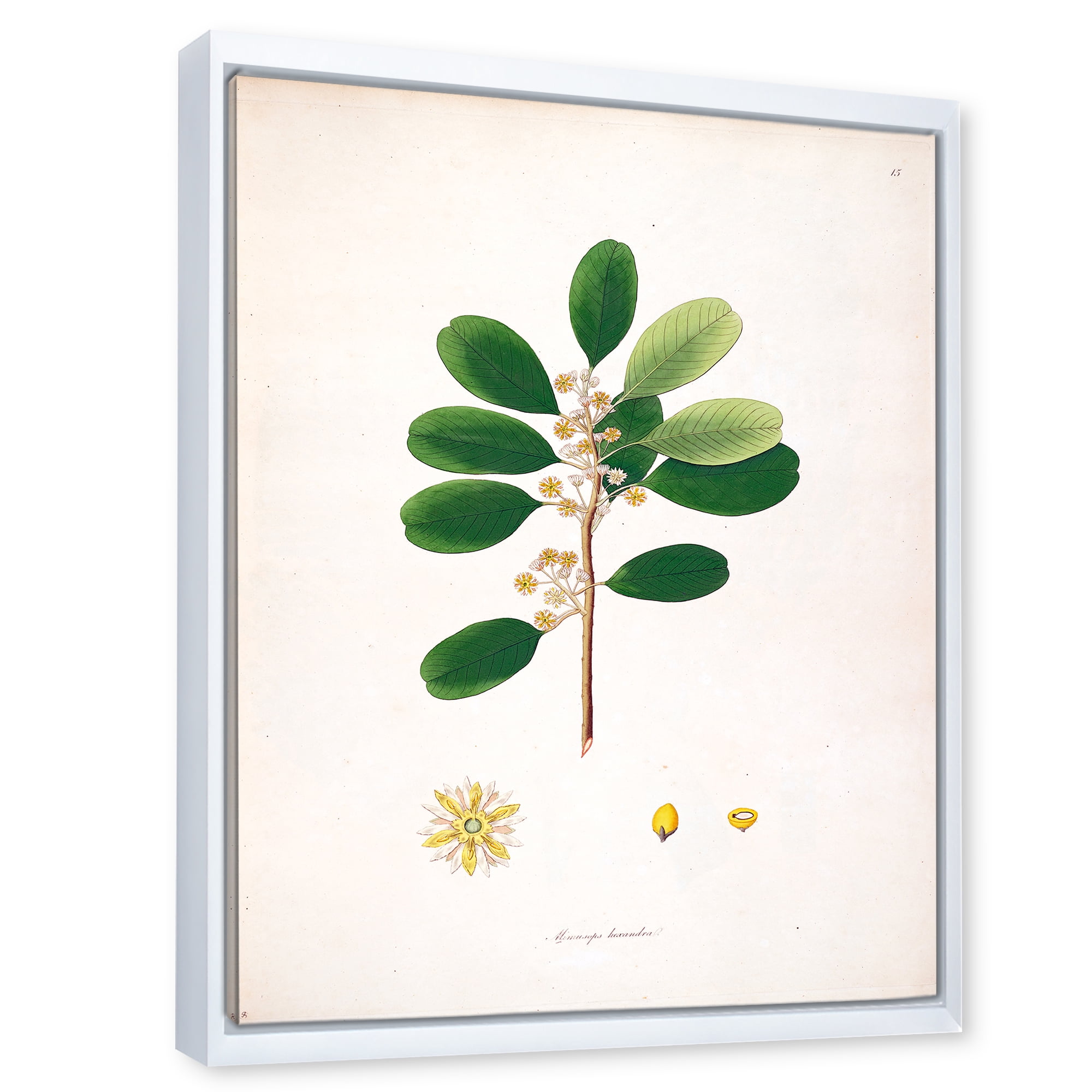 Designart 'Ancient London Plants IX' Farmhouse Framed Canvas Wall Art Print