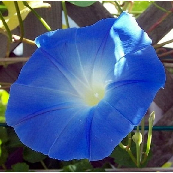 Morning Glory 'Heavenly Blue', 150 Seeds