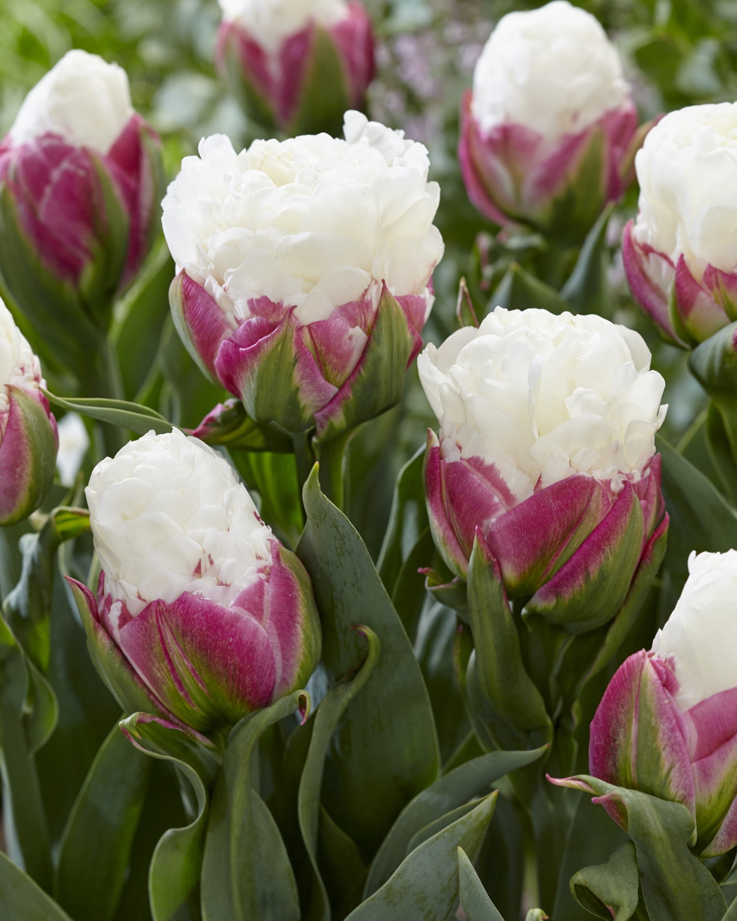 Tulipe Double Tardive Ice Cream Quantité : 8 bulbes par sachet