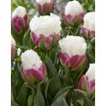 thumbnail image 1 of Bulbe de fleur vivace TASC Tulipe « Ice Cream » à floraison tardive, 1 of 2