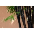 thumbnail image 2 of 300+ Black Bamboo Seeds for Planting - Exotic and Fast Growing Windbreak or Privacy Screen, 2 of 7