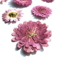thumbnail image 3 of 10 x Hoja Flores Secas Decoración de Caja de Teléfono de Marcador de Libro - 4 Tipos - #2 02 Sunnimix Flor seca prensada, 3 of 8
