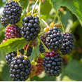 thumbnail image 4 of Set of 2 Ouachita Blackberry Live Plants 4-6 Inch Tall, Sweet Edible Berry Bushes for Gardens, 4 of 6