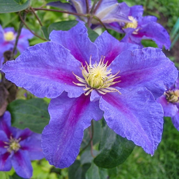 Ristimagi Clematis Vine Bare Root Perennial Starter Plant