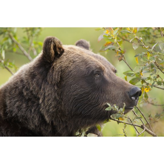 Profile Of An Adult Brown Bear Sow Amongst Green Brush At Alaska Wildlife Conservation Center Southcentral Alaska Summer Captive Canvas Art - Doug Lindstrand Design Pics (38 x 24)