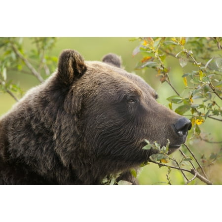 Profile Of An Adult Brown Bear Sow Amongst Green Brush At Alaska Wildlife Conservation Center Southcentral Alaska Summer Captive Canvas Art - Doug Lindstrand  Design Pics (38 x