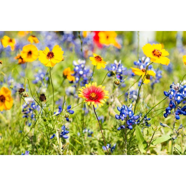 Drought Tolerant Wildflower Seeds Kit OpenPollinated Bulk Wild