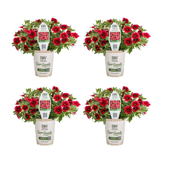 Proven Winners 4" Red Superbells Pomegranate Punch Calibrachoa Live Plant in 4.25" Pot (4 Count)