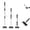 Black, variant on Stainless Steel Chicken Manure Shovel with Telescopic Handle and Extended Handle Special Tool for Cleaning Chicken Manure In Chicken Coops