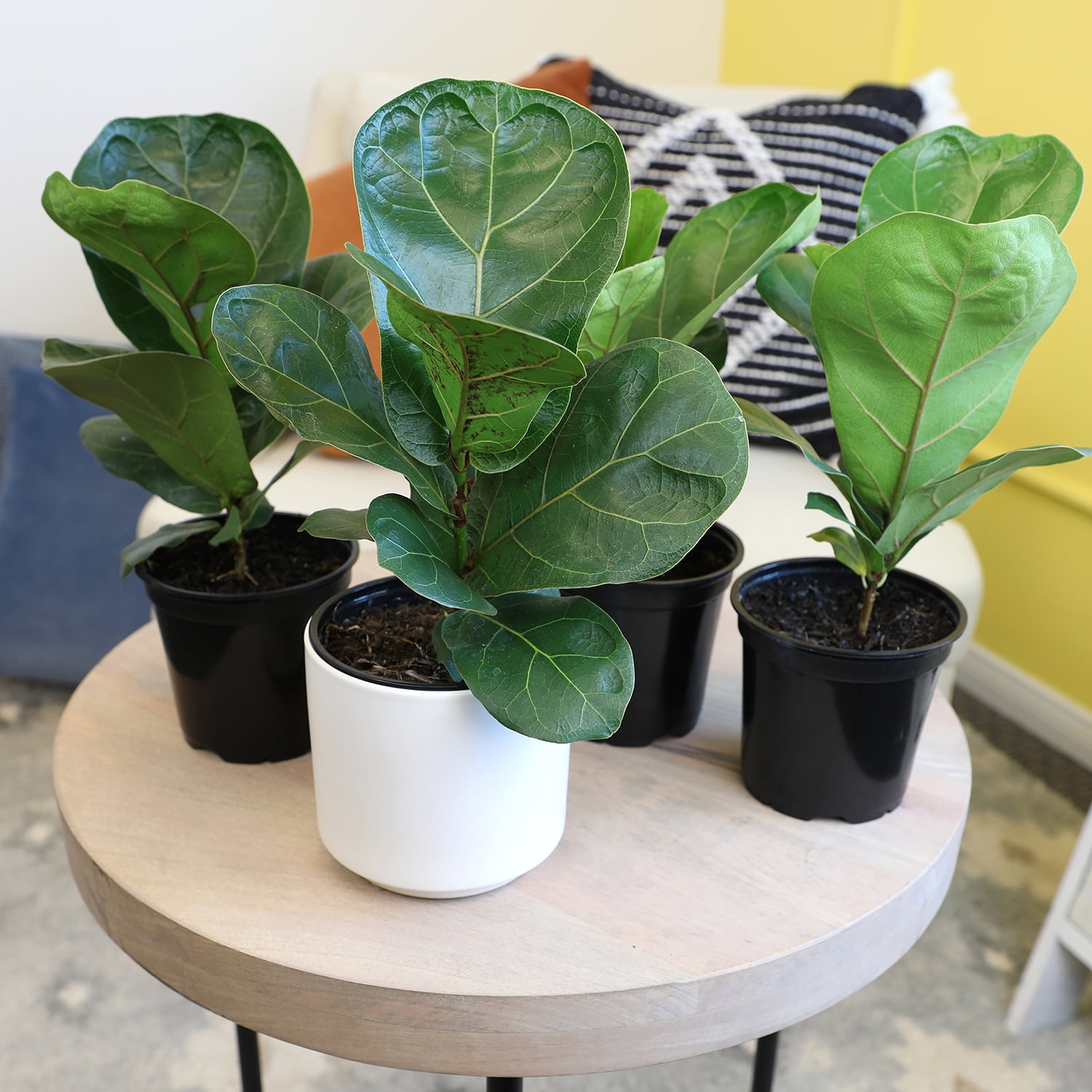 ELEMENT BY ALTMAN PLANTS 4 PACK OF 4.25" Ficus Lyrata Fiddle Leaf Fig Plant, House Plants Indoors Live Ficus Tree Live Plant, Fig Trees Live Plants Indoor Live Houseplants Fig Plants Live Planter Pot