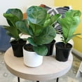 thumbnail image 5 of ELEMENT BY ALTMAN PLANTS 4 PACK OF 4.25" Ficus Lyrata Fiddle Leaf Fig Plant, House Plants Indoors Live Ficus Tree Live Plant, Fig Trees Live Plants Indoor Live Houseplants Fig Plants Live Planter Pot, 5 of 10