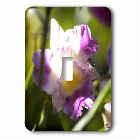 - 3dRose Orchid is a colorful garden flower in which is a spring tropical plant and bouquet when blossom - Single Toggle Switch (lsp_10367_1)