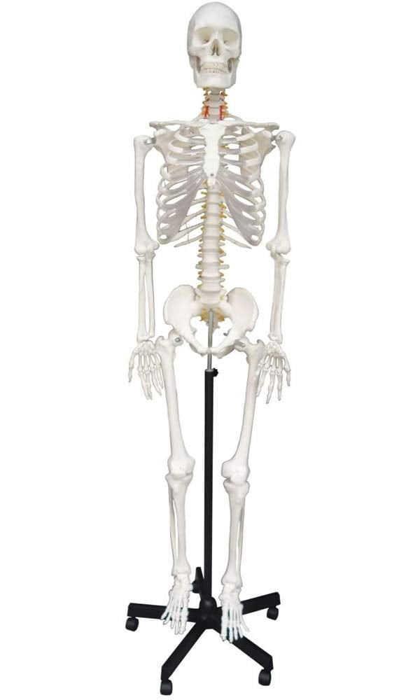 INTBUYING Life Size Human Skeleton Model Medical Full Body Anatomical ...