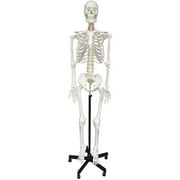 INTBUYING Life Size Human Skeleton Model Medical Full Body Anatomical Teaching Model for Anatomy Teaching and Studying