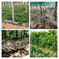 thumbnail image 3 of Cerca galvanizada revestida del alambre de púas de la cerca del jardín 0.5*3 metros Meterk Valla de jardín, 3 of 7