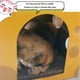 thumbnail image 5 of Pisexur Suministros para mascotas Caja de queso Caja de arena Tablero rascador corrugado incorporado Tumbona de casa con núcleo reemplazable perros, gatos y animales.perros, gatos y animales, 5 of 5