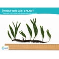 thumbnail image 2 of Canton Aquatics Java Fern Windelov Live Aquarium Plant Green 5-8 in 1 Count, 2 of 10