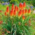 100 PC Red Large Torch Lily Seeds,Blooms,in Fiery Shades,Mix Colors