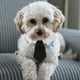 thumbnail image 5 of Corbata para mascotas de estilo británico, collar ajustable, corbata para perro, corbata para mascota, 5 of 6