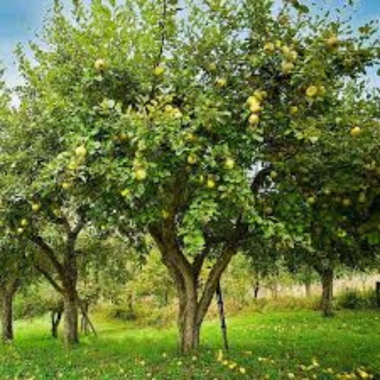 Expert Gardener 3-4 ft tall Golden Dorsett Apple Live Tree in 7-Gallon Grower Pot