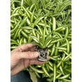thumbnail image 4 of Spider Plant Variety Pack ~ 4 Starter Plants Ocean, Hawaiin, Green, Bonnie Curly ~ Perfect for Home Garden and Office, 4 of 5