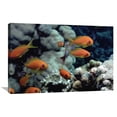 thumbnail image 1 of Global Gallery Flip Nicklin,'Anthias near Sinai, Red Sea' Stretched Canvas Artwork, 1 of 3