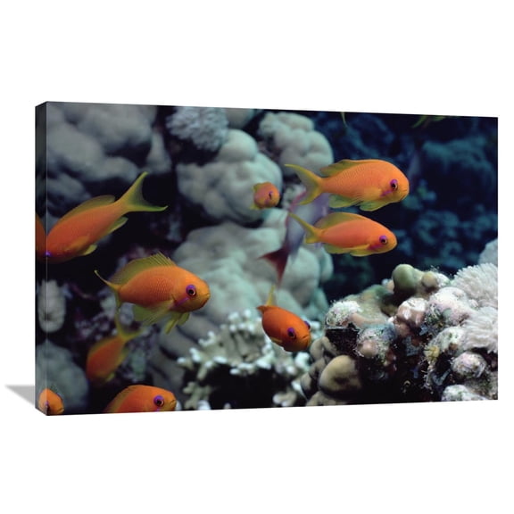 Global Gallery Flip Nicklin,'Anthias near Sinai, Red Sea' Stretched Canvas Artwork