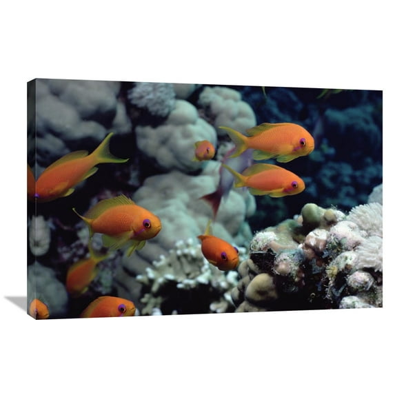 Global Gallery Flip Nicklin,'Anthias near Sinai, Red Sea' Stretched Canvas Artwork