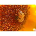 thumbnail image 2 of Tenoever, William 32x25 Black Ornate Wood Framed with Double Matting Museum Art Print Titled - BeeOnSunflower2, 2 of 4