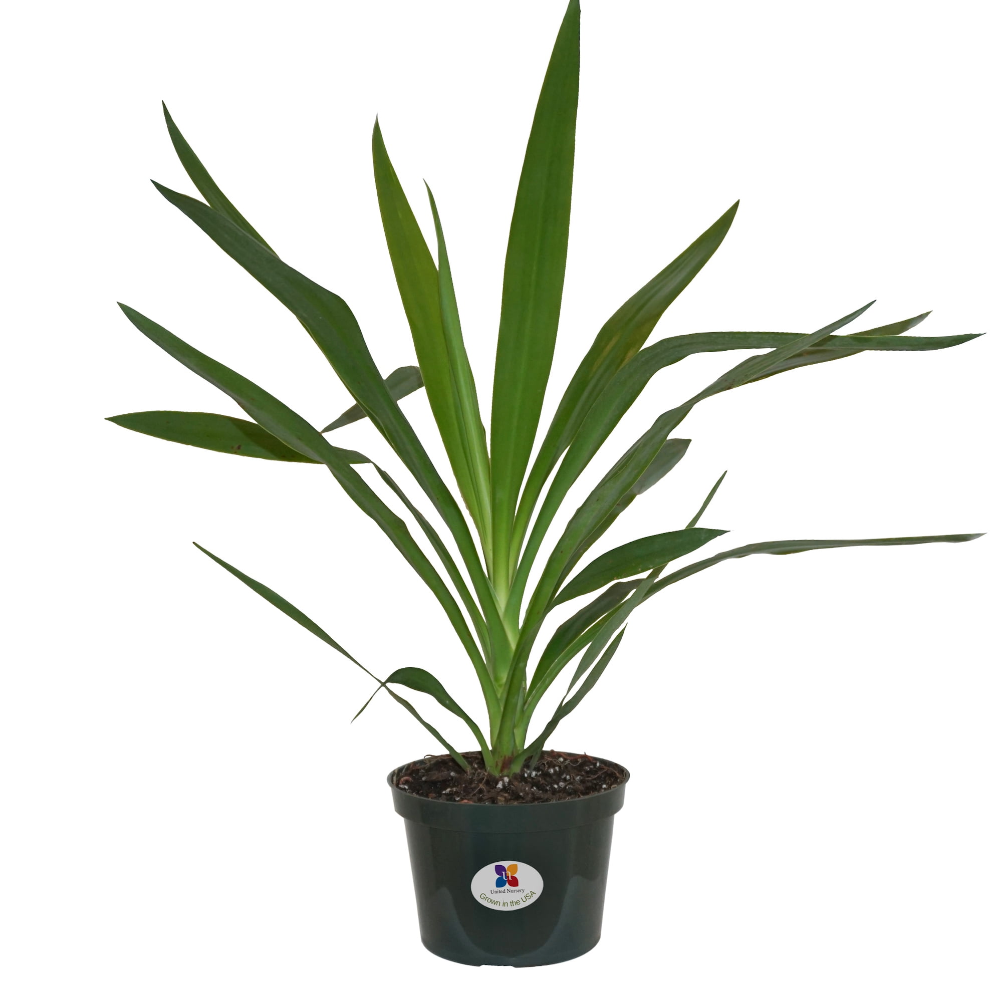 United Nursery Yucca Cane Yucca Elephantipes Live Plant