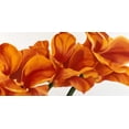 thumbnail image 2 of Poelstra-Holzhaus, Yvonne 14x9 White Modern Wood Framed Museum Art Print Titled - Fancy Flower II, 2 of 4