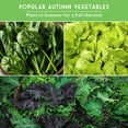 thumbnail image 4 of Fall & Winter Garden Seeds 8 Variety Pack - Cool-Weather Vegetables - Full Sun Biennial, 4 of 8