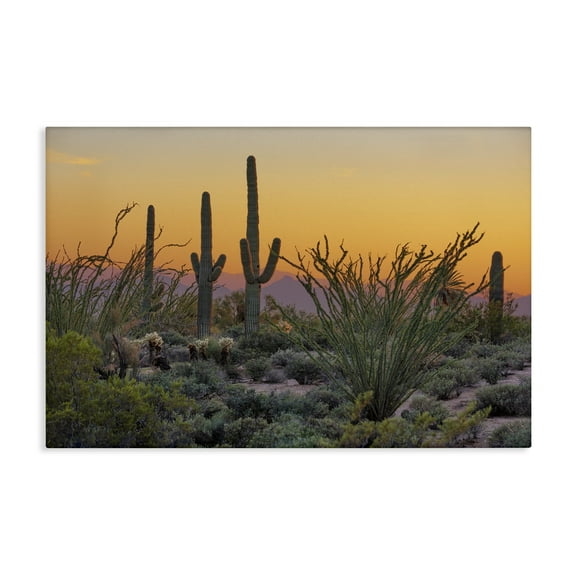 Stupell Industries Sunset Desertscape Cacti Landscape & Nature Photography Wrapped Canvas Art Print Wall Art, 24 x 16