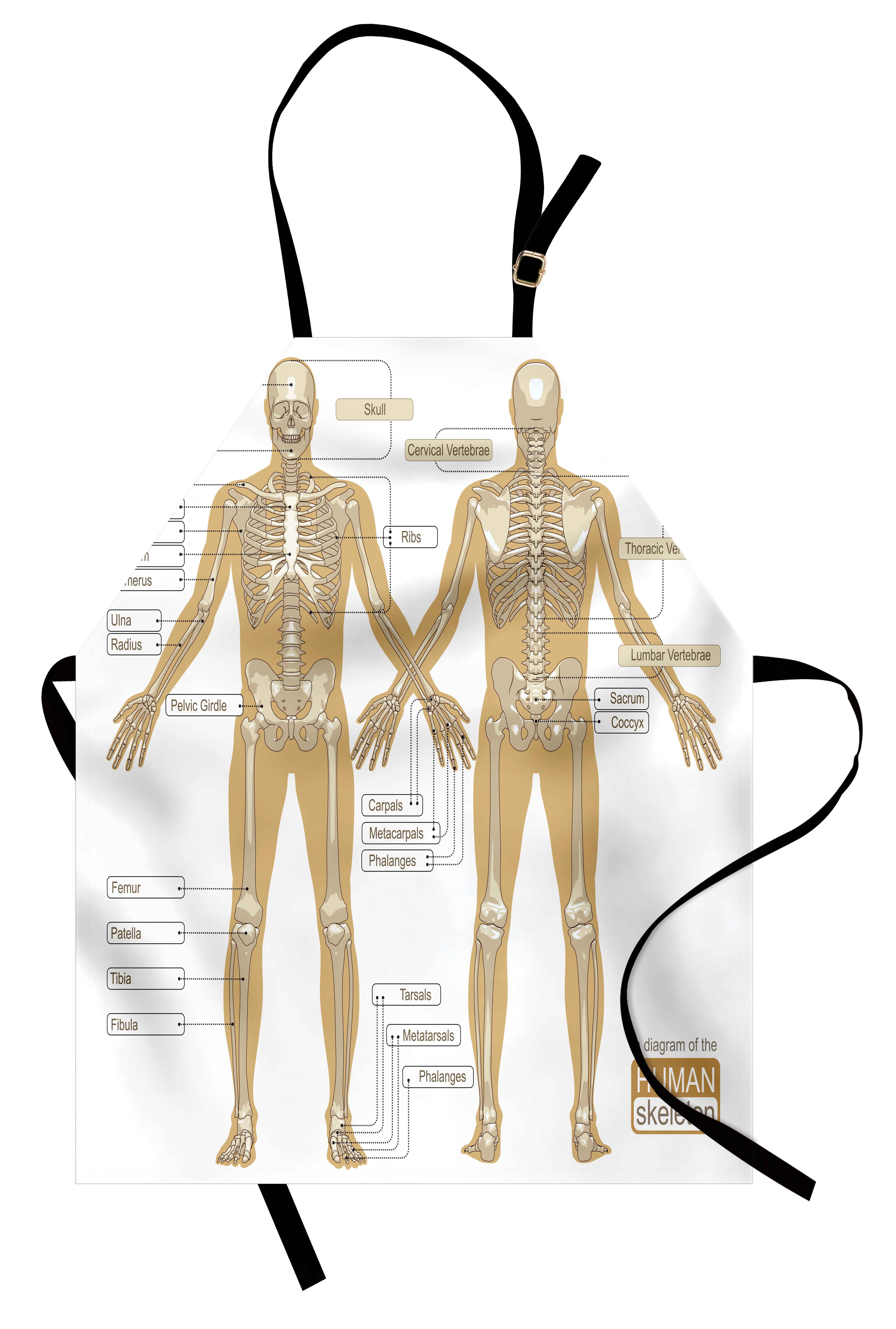Human Anatomy Apron Diagram Of Human Skeleton System With