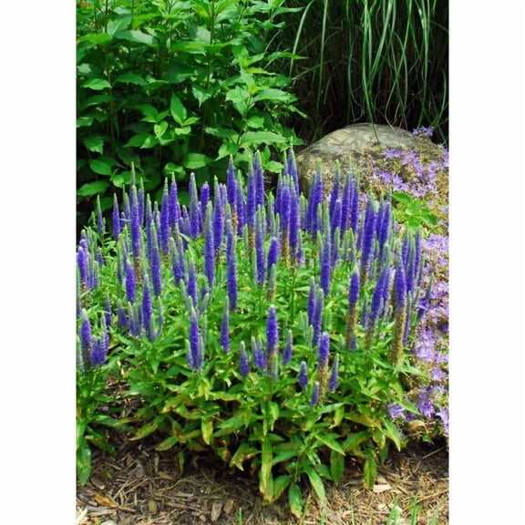 First Glory Hybrid Speedwell-Perennial-Attracts Pollinators  2 Gallon (Pack of 2)