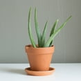 thumbnail image 3 of Bonnie Plants Aloe, Succulent, Live Plants, Grow in Container, 8 in., 3 of 8