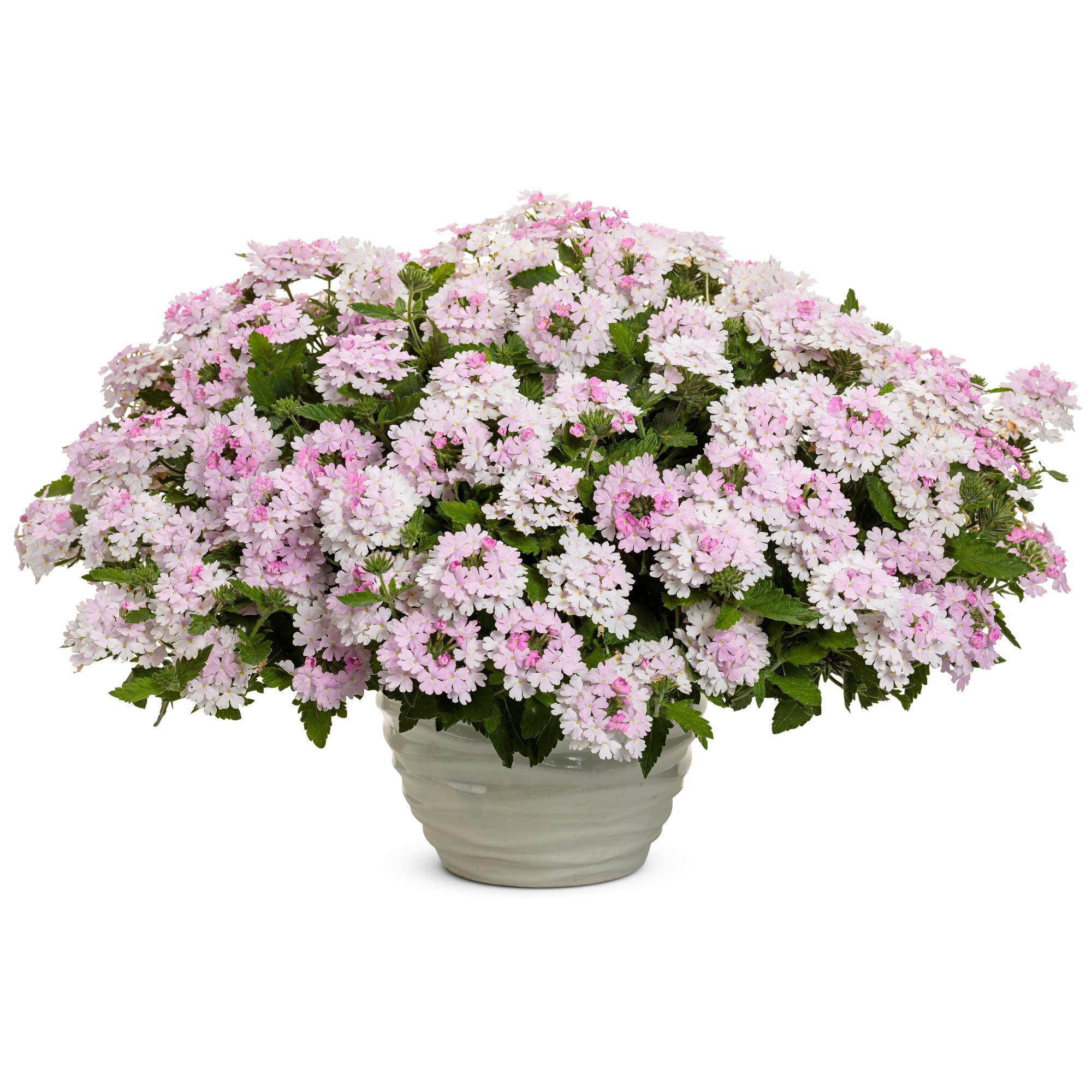 Proven Winners 4" Superbena Pink Cashmere Verbena Live Plant in 4.25" Pot (4 Count)