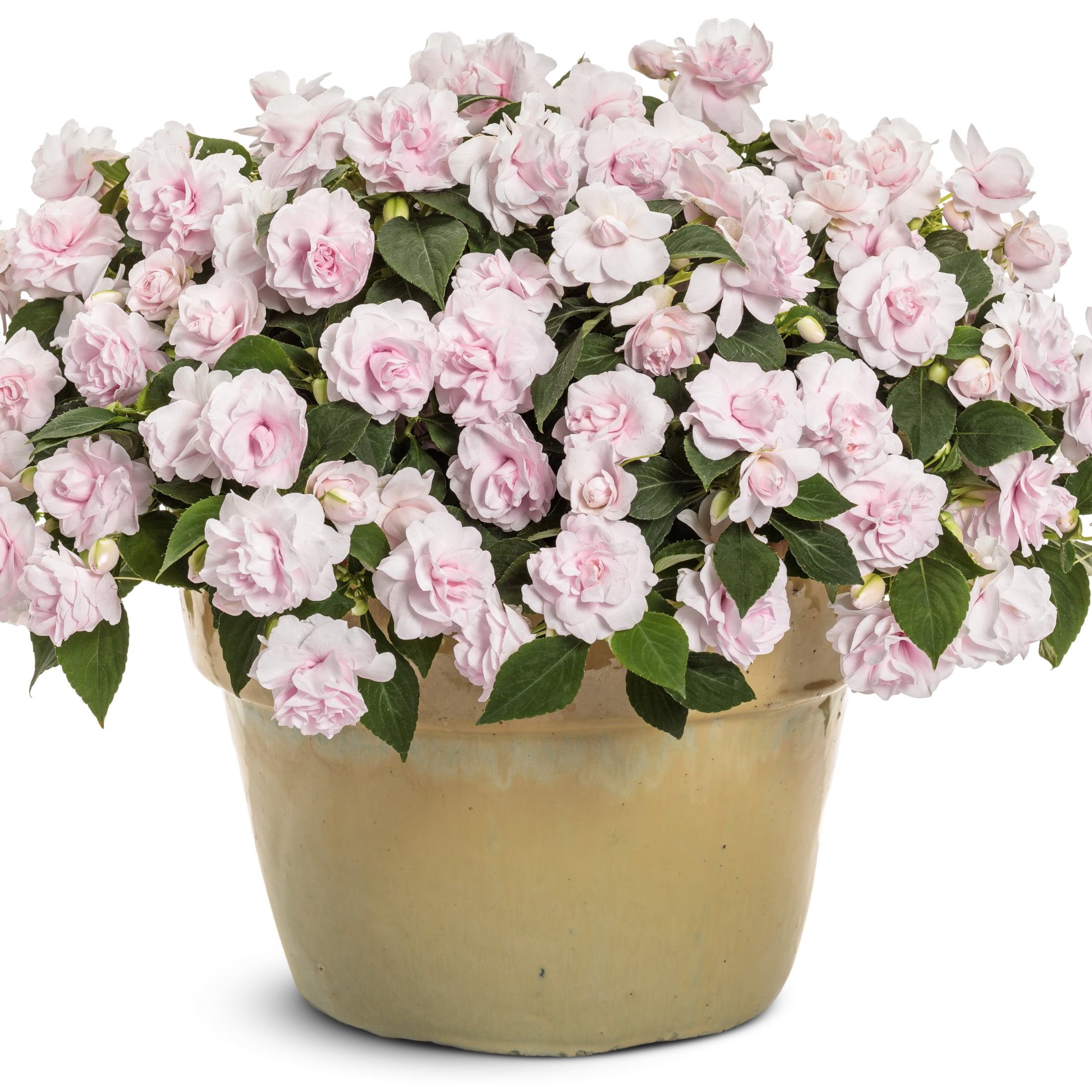 Proven Winners 4" Pink Rockapulco Appleblossom Double Impatiens Live Plant in 4.25" Pot (4 Count)