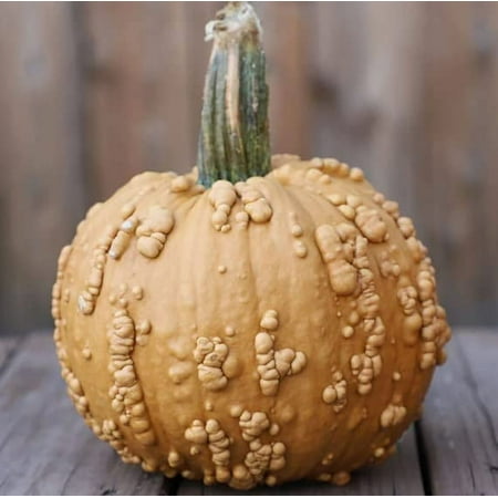 Fruit Seeds for Planting - Garden Fruit Seeds (Grizzly Bear Pumpkin - 10 Seeds)