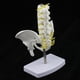 thumbnail image 3 of Mini Modelo De Pelvis Con 5 Vértebras Trabajos Industriales Suministro Escolar, 3 of 9