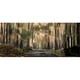 Panoramic Images PPI142192S Affiche Forêt Enchantée 15 x 6 – image 1 sur 1
