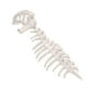 thumbnail image 2 of Disfraz de esqueleto de dinosaurio para niños, accesorio de cosplay, divertido casco 3D para cumpleaños Blanco, 2 of 9