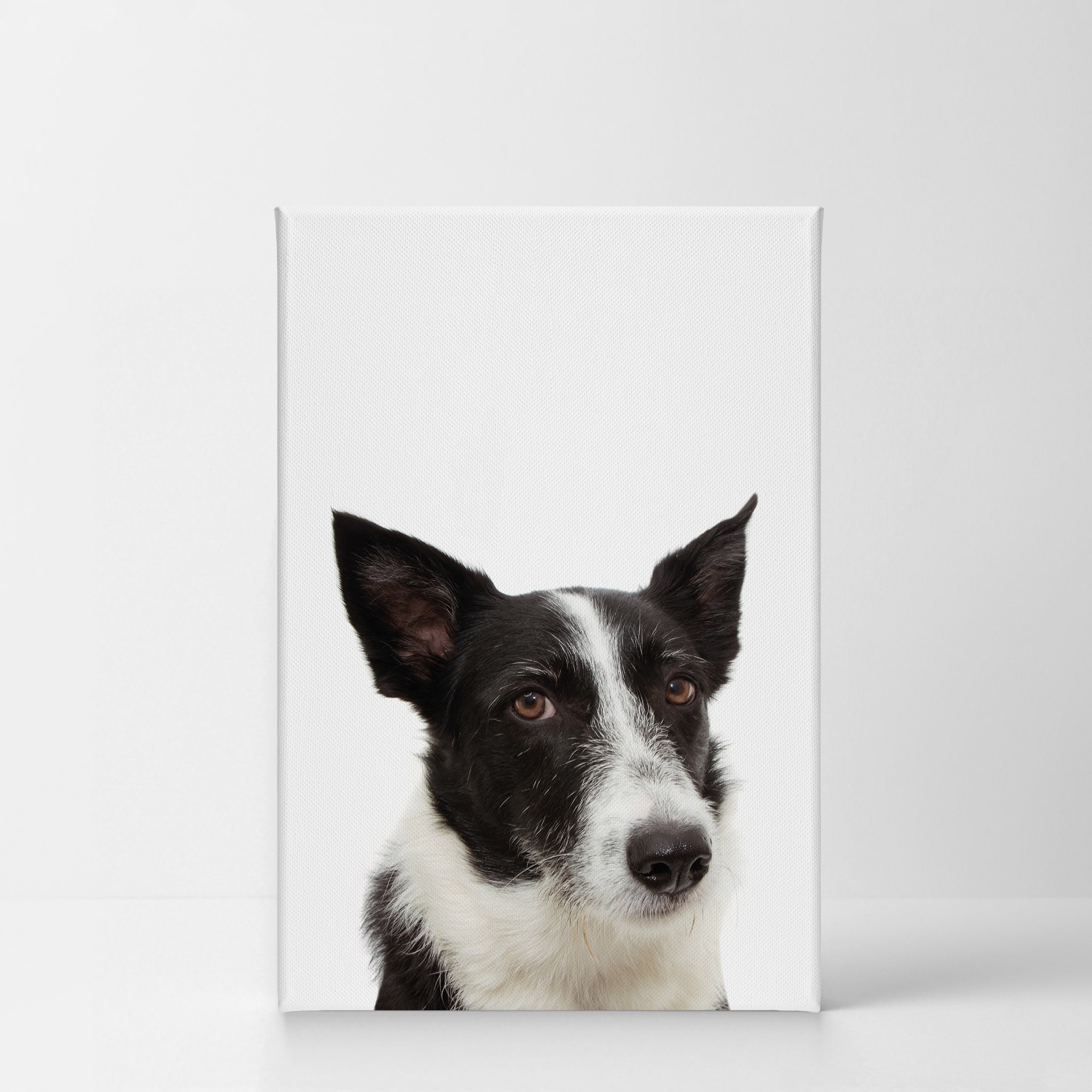 Are Mcnabs Smart Dogs