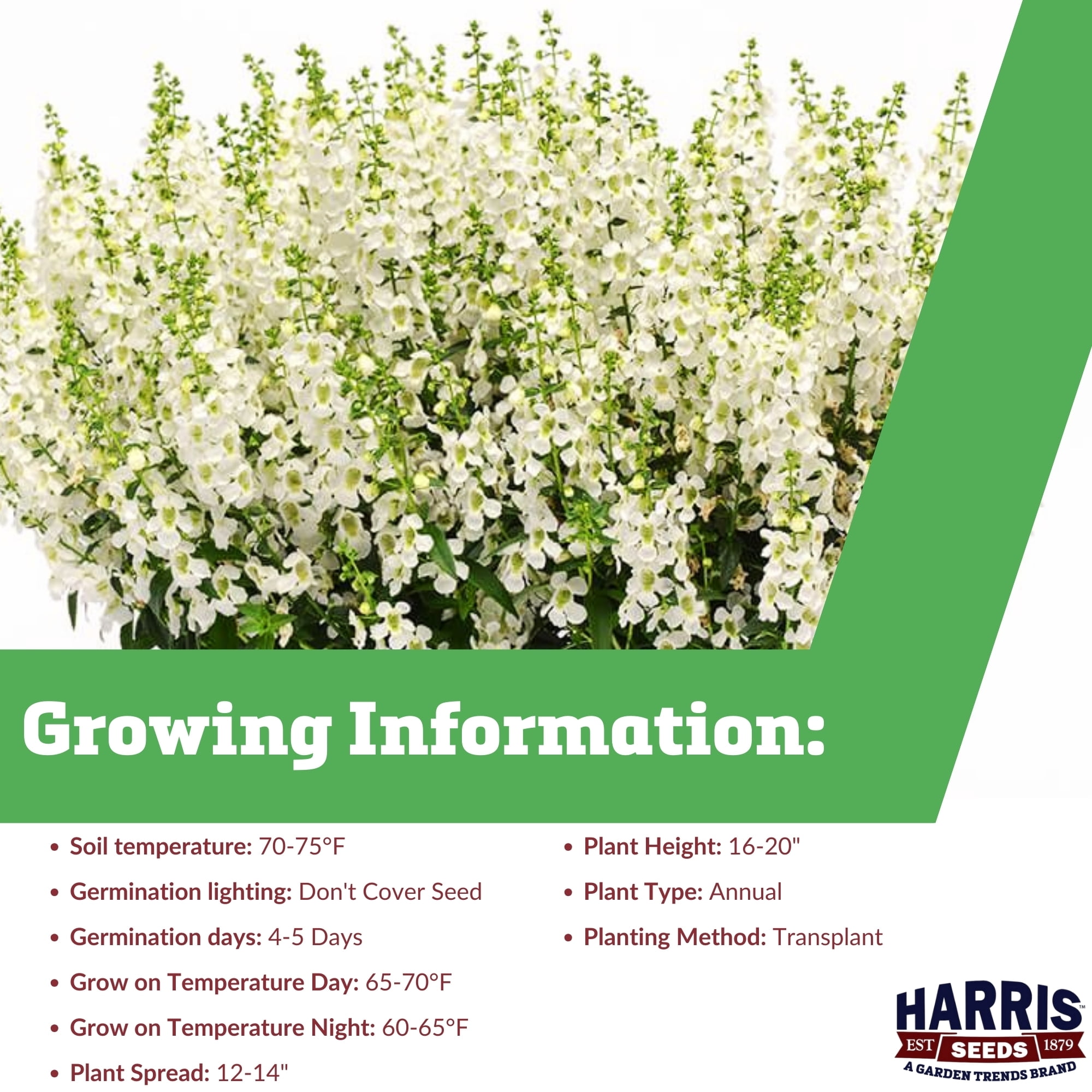 Harris Seeds 386365 Angelonia Serena White F1 Plant Seeds
