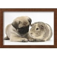 thumbnail image 2 of Fawn Pug Puppy, 8 Weeks, and Guinea Pig, Animals Framed Art Print Wall Art by Mark Taylor Sold by ArtCom, 2 of 6